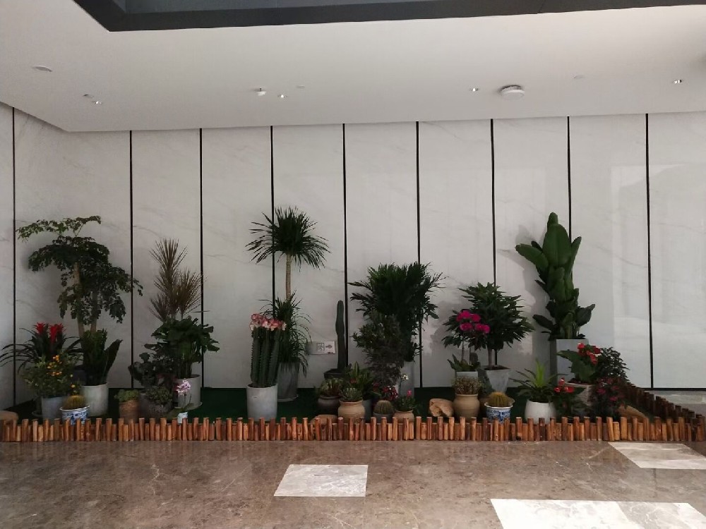 辦公室綠植租賃費(fèi)用到底高不高？常見綠植的種類有哪些？