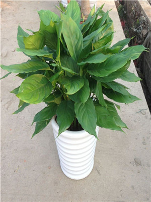 萬年青-寧波植物租賃