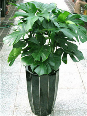 龜背竹-寧波綠植租賃