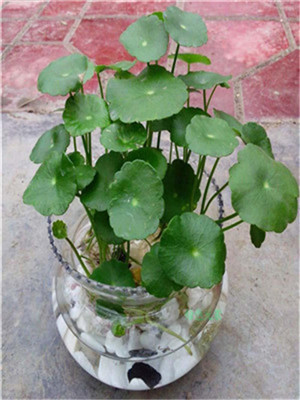 水培銅錢(qián)草-寧波租綠植