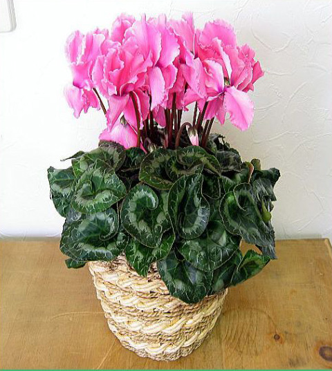 仙客來-寧波植物租賃