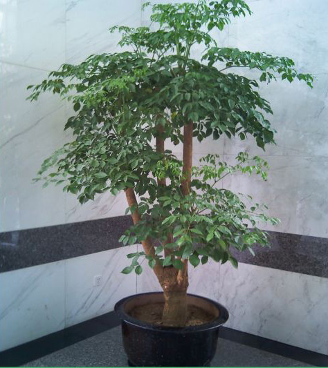 多頭幸福樹-寧波植物出租